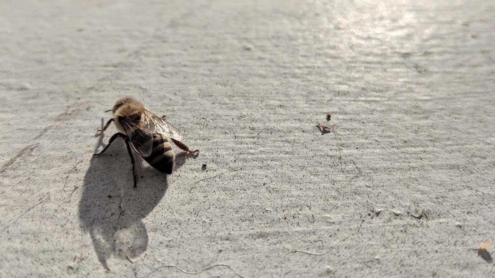 A lone pollinator
