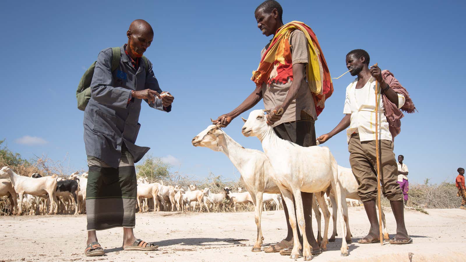 Goats belonging to pastoralists at a water point in Hudur town, March 2020
