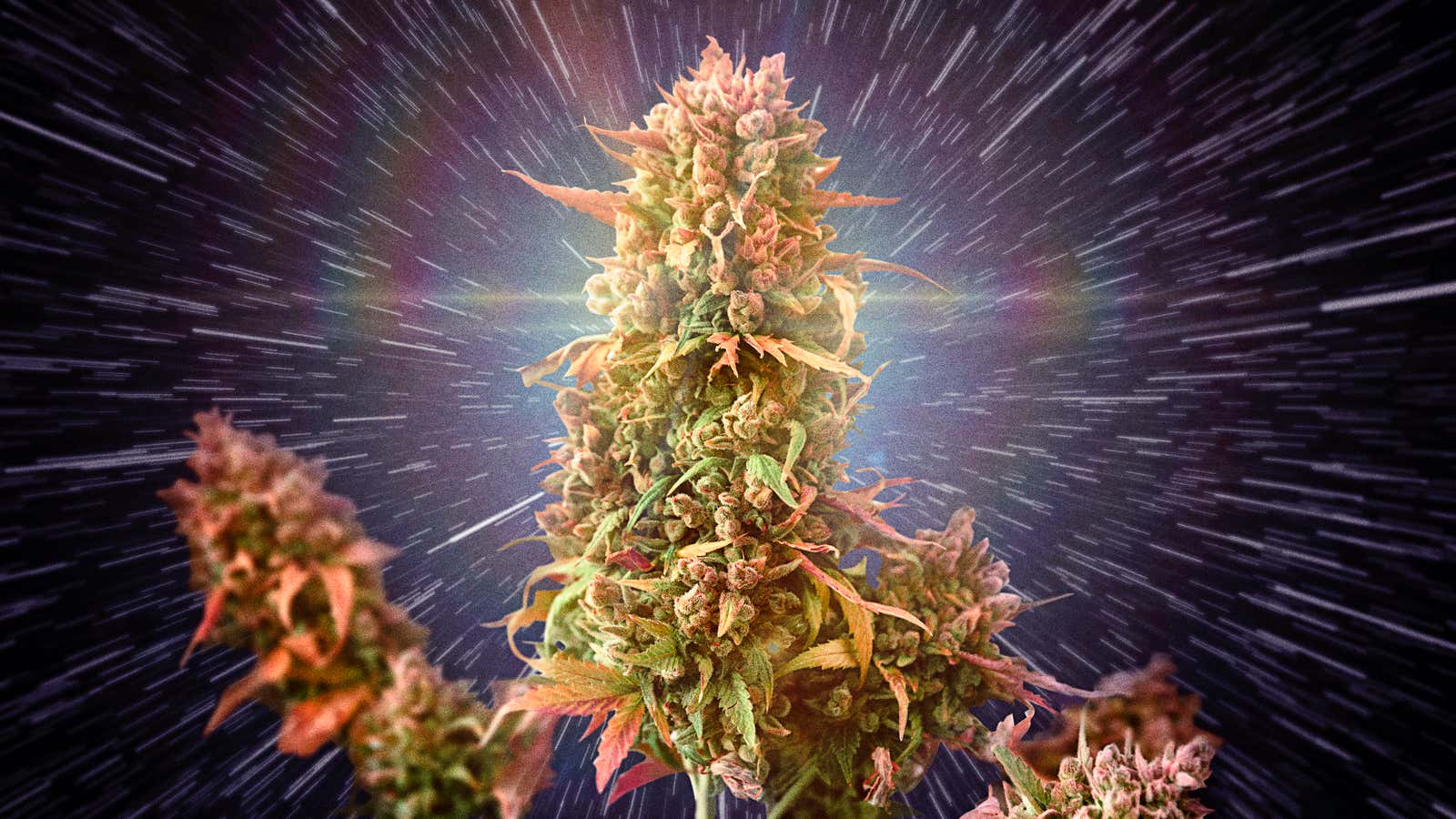 The Future Of Marijuana In America