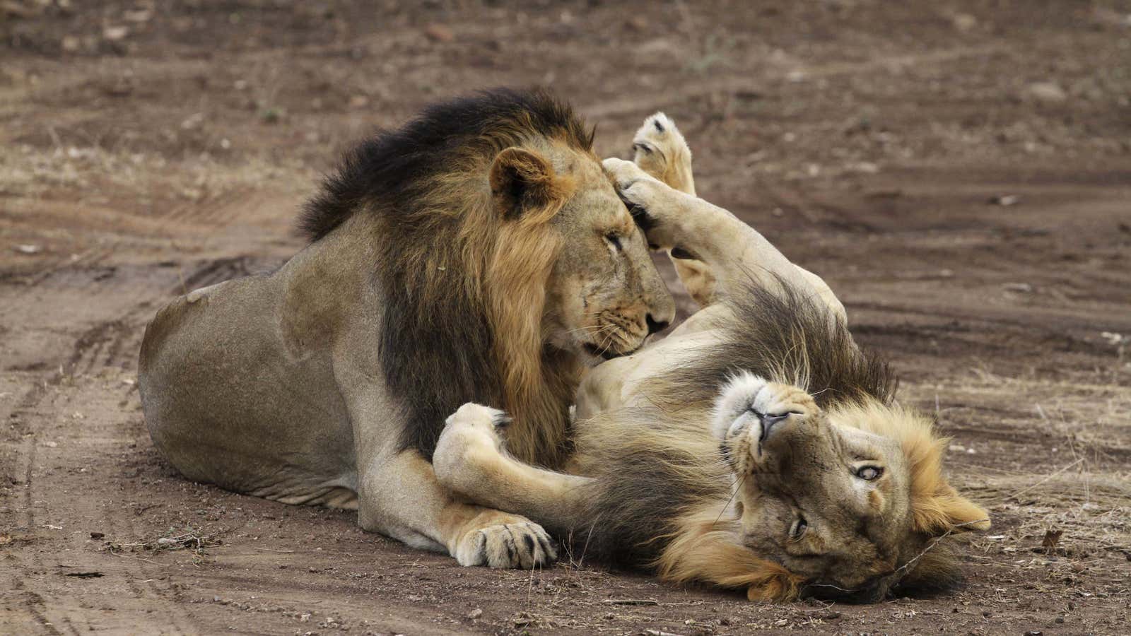 Lion around.