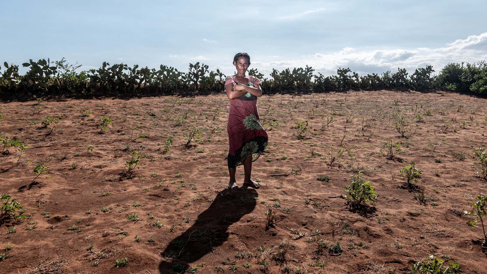 Drought has ravaged farms across southern Madagascar, like this cassava plantation.