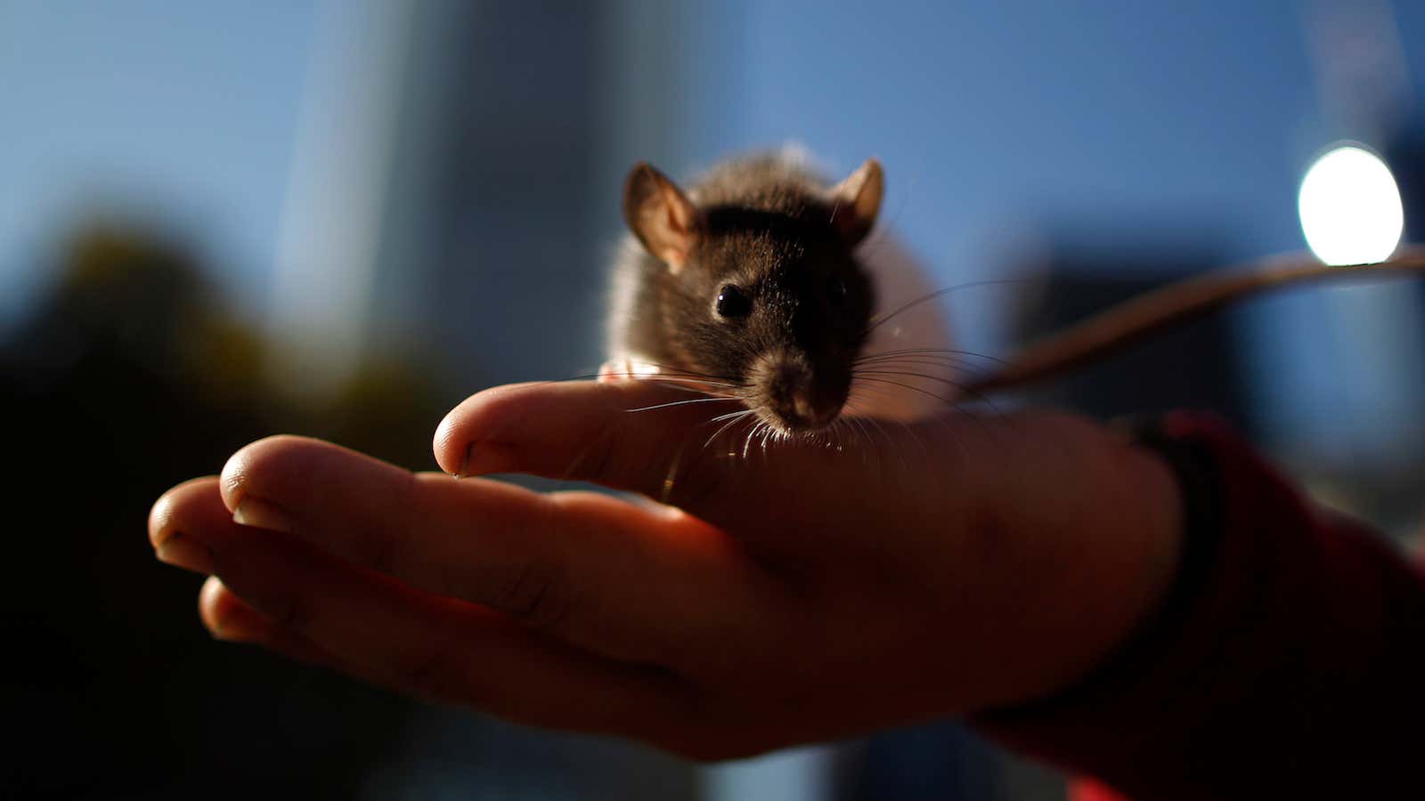 A pet rat called ‘Aunt Emma’ sits on the hand of a participant of the “Blockupy” anti-capitalist movement during the “Occupy Democracy” event in the…
