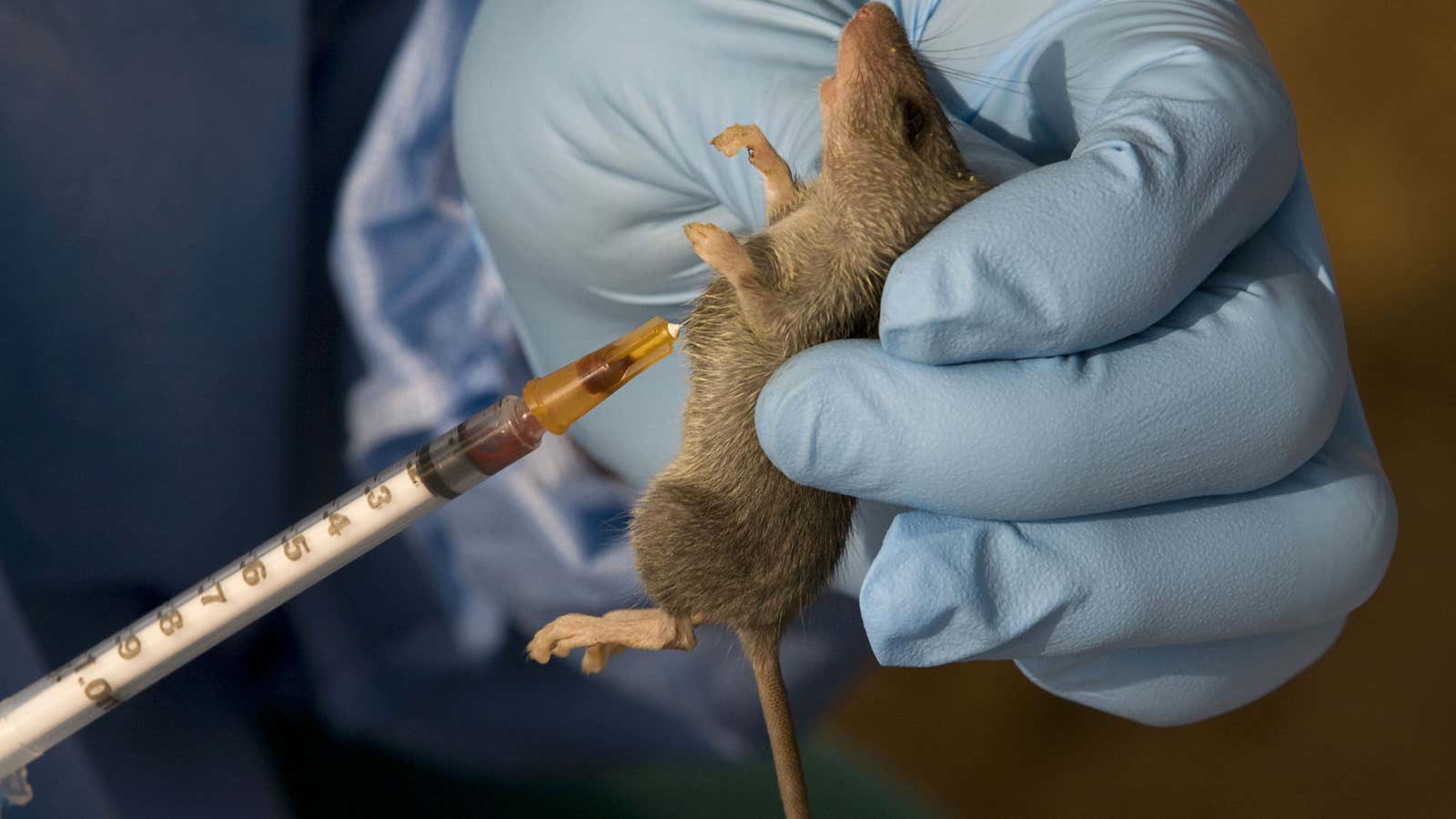 Lassa fever is spread through contact with infected common African rats.