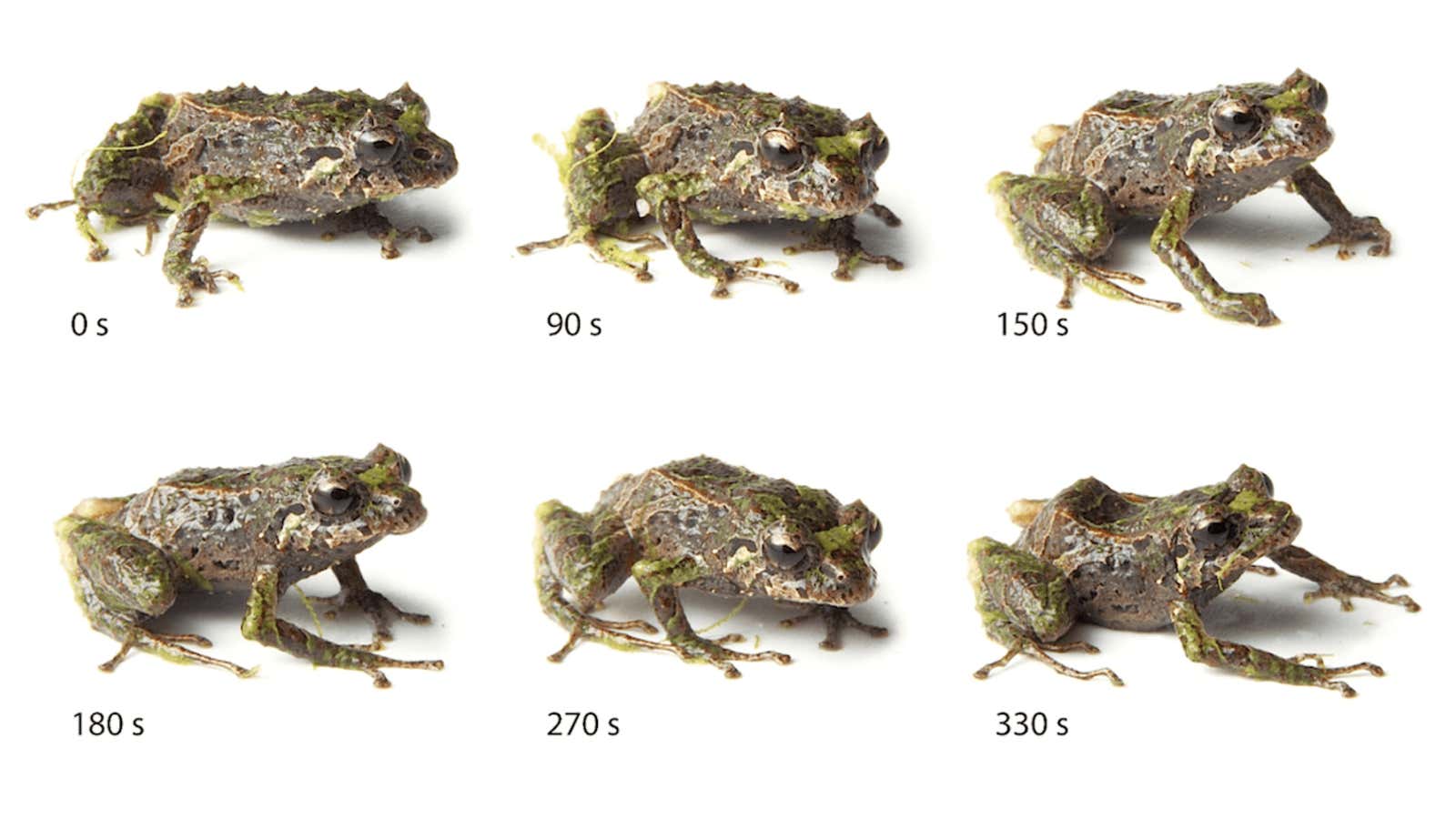 This shapeshifting frog can morph from smooth to spiny in seconds