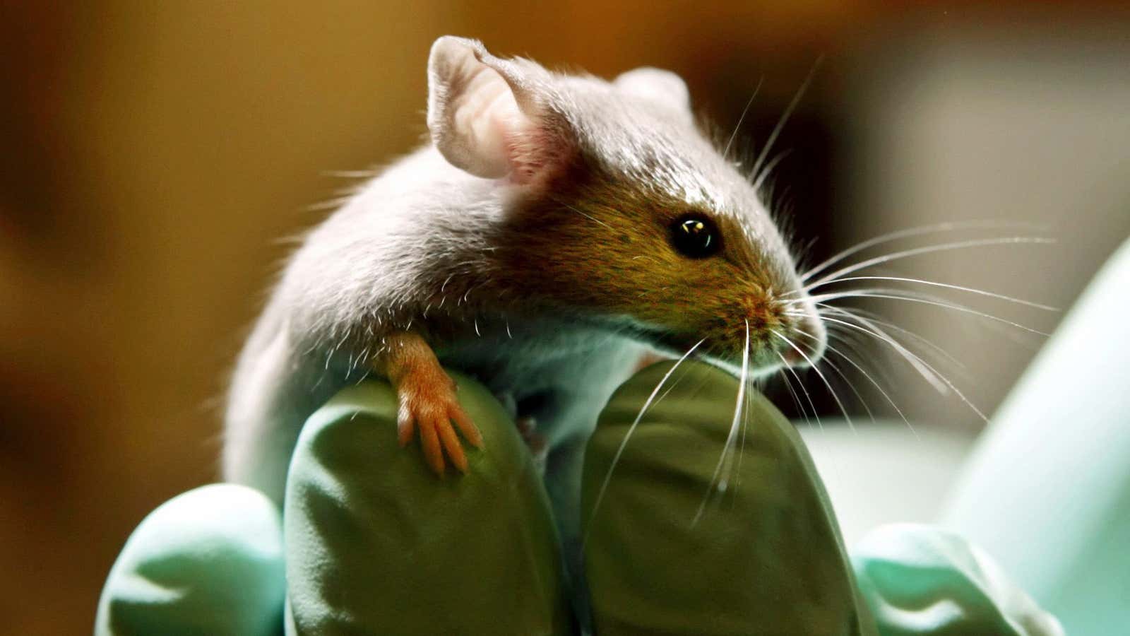 Space-bound mice need non-moldy food.