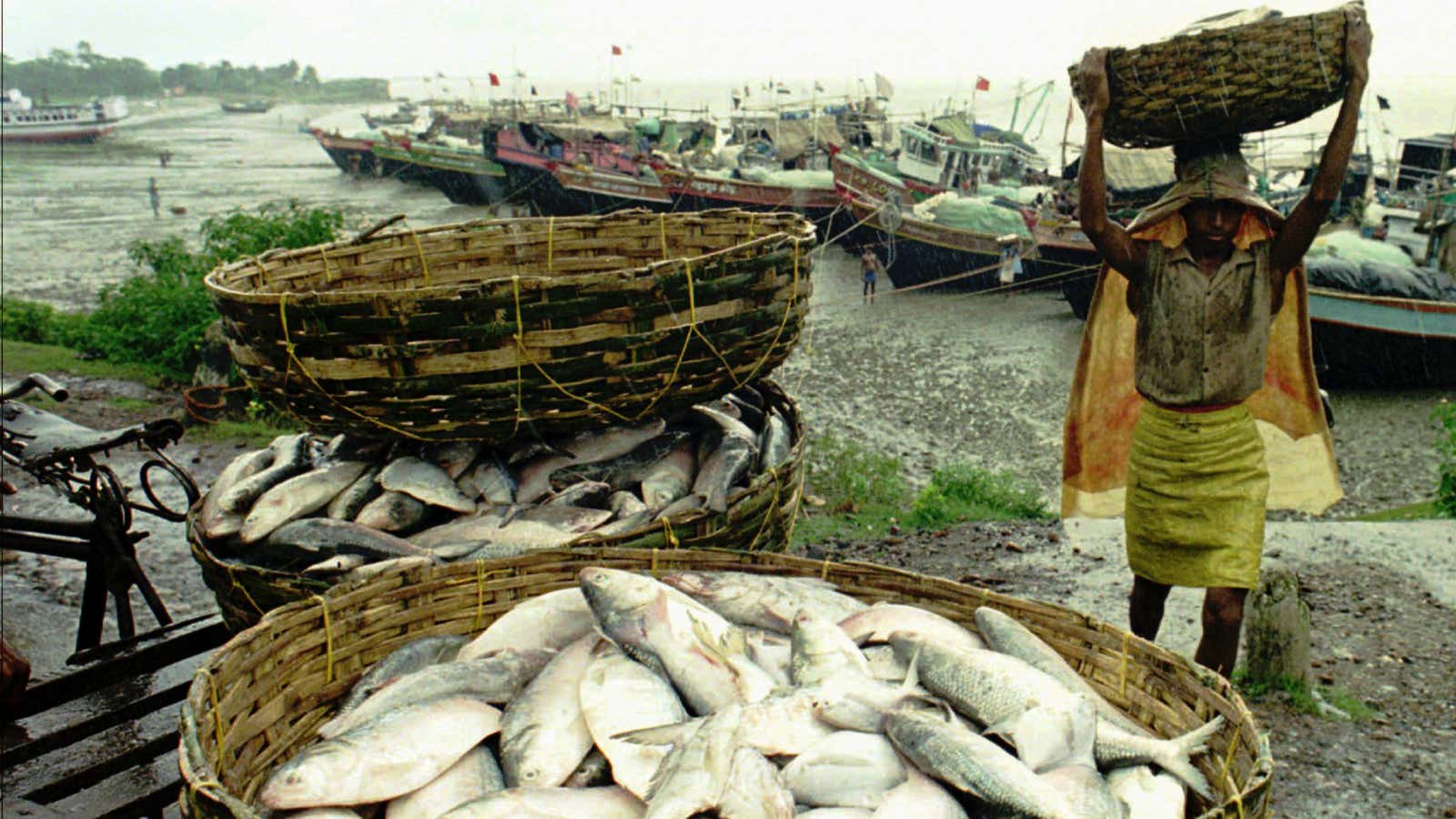Hilsa are in high demand.