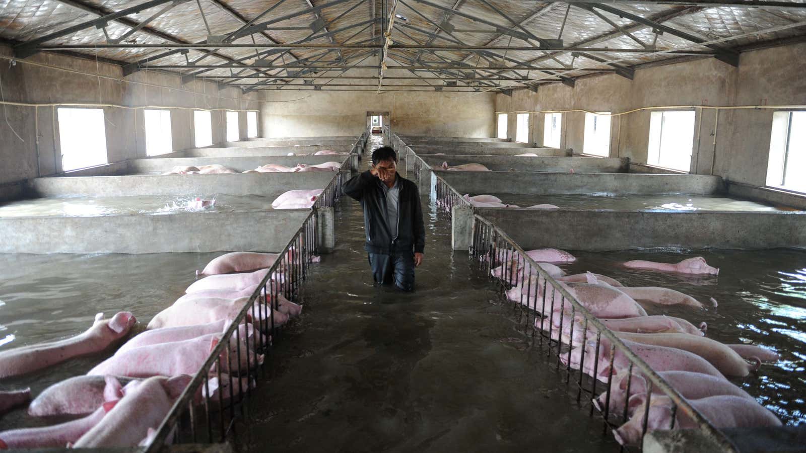 A man cries in a flooded farm in Anhui. The pigs cannot be moved away due to environmental regulations.