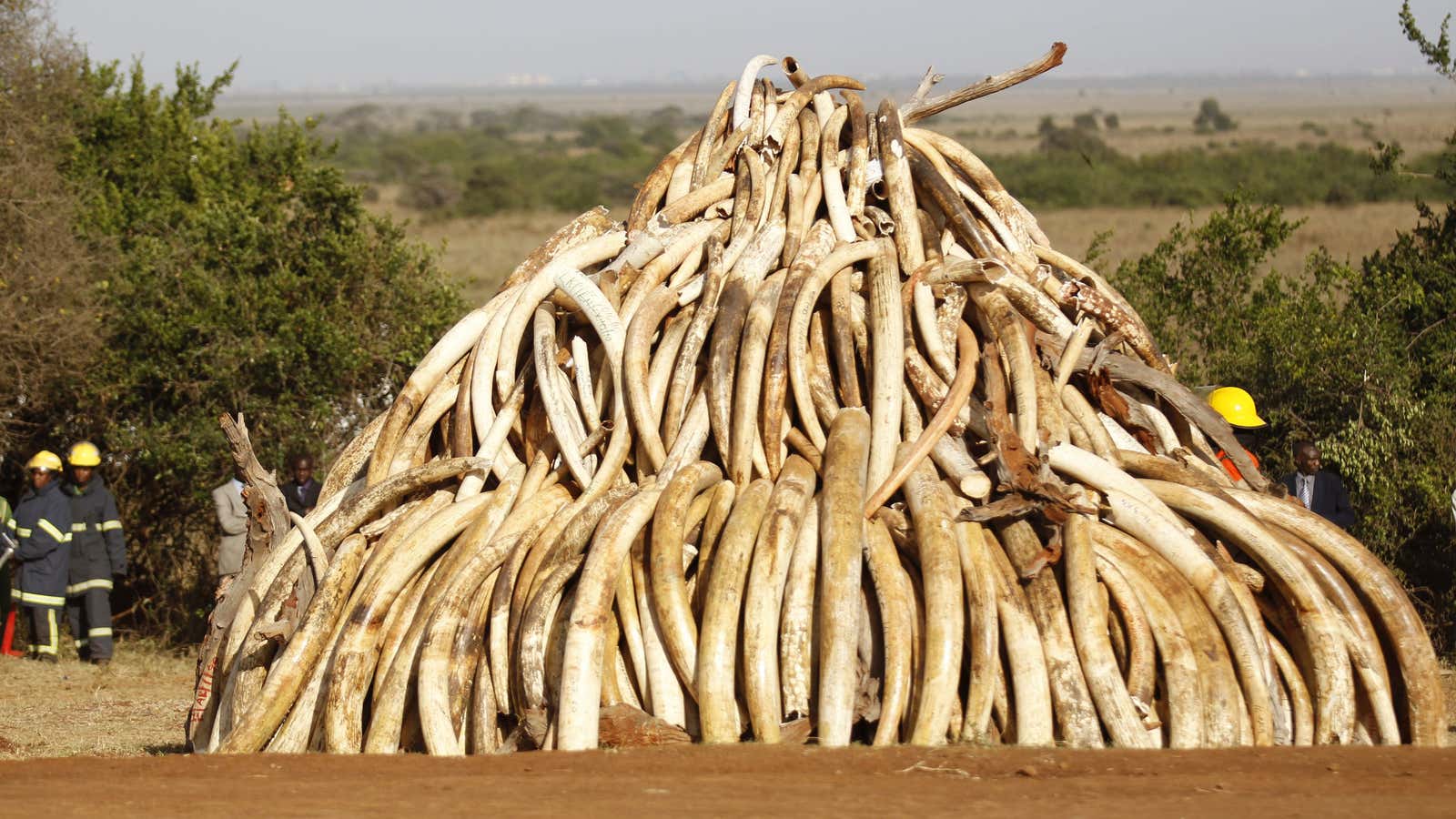 Each pair of tusks is one dead elephant.