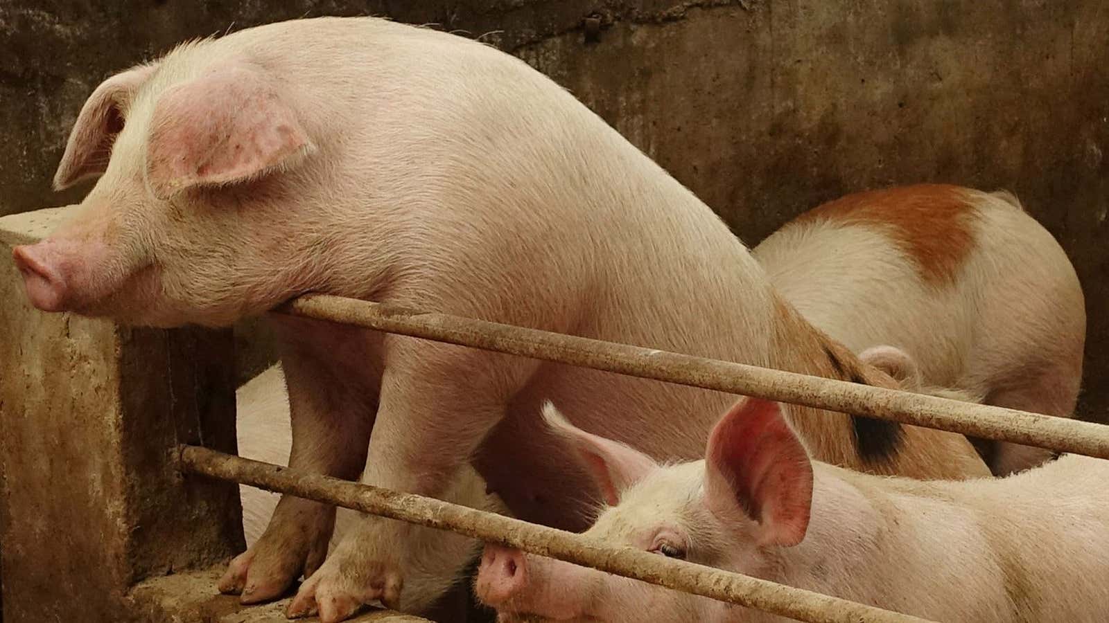 US soybeans may be the surprise casualty of swine fever in China