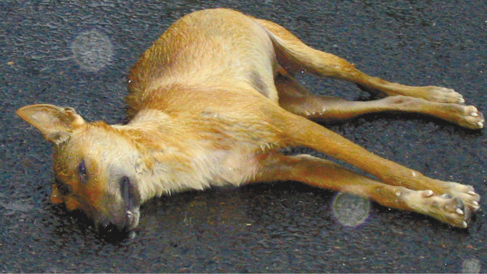 Dead dingoes: not good for the ecosystem.