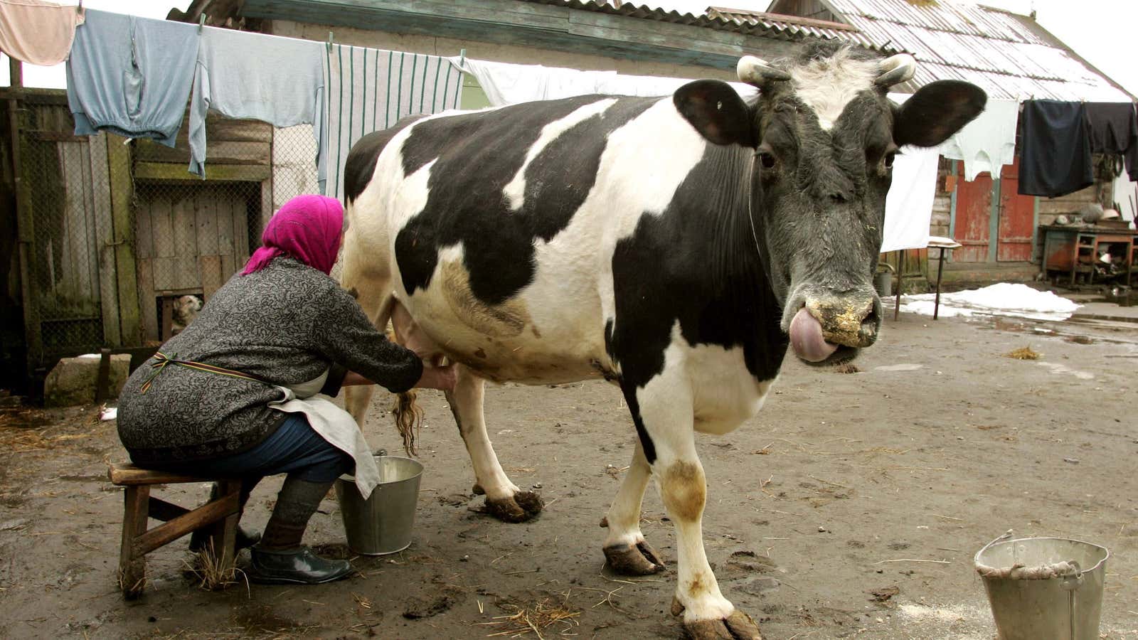 Milking in the good health.