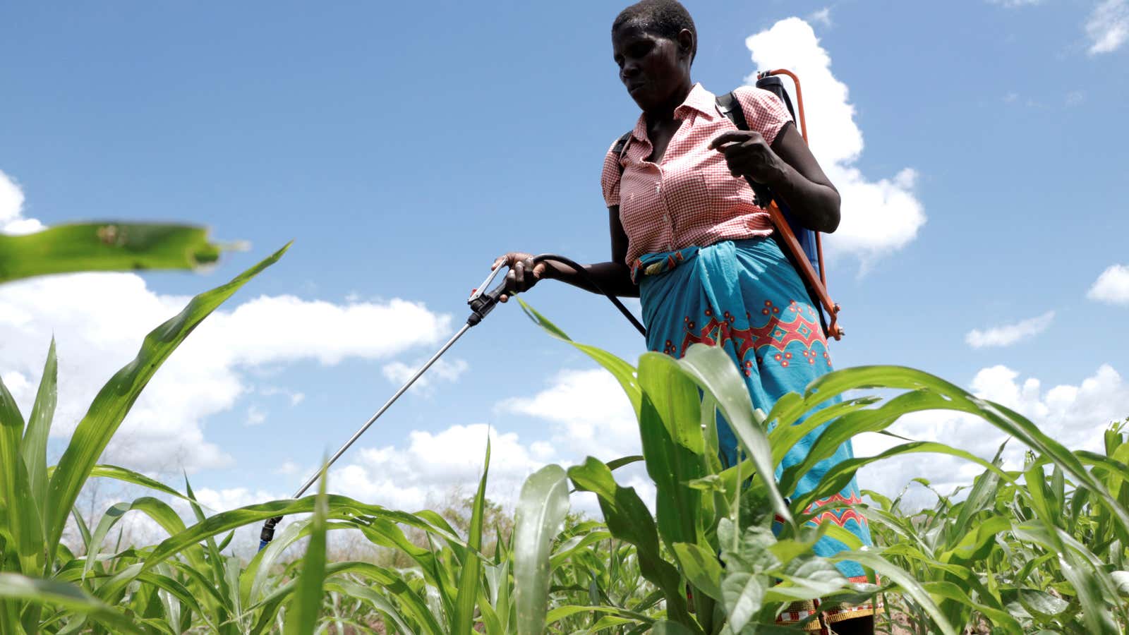 A local farmer sprays a pesticide on her maize field in Chikwawa District, Malawi