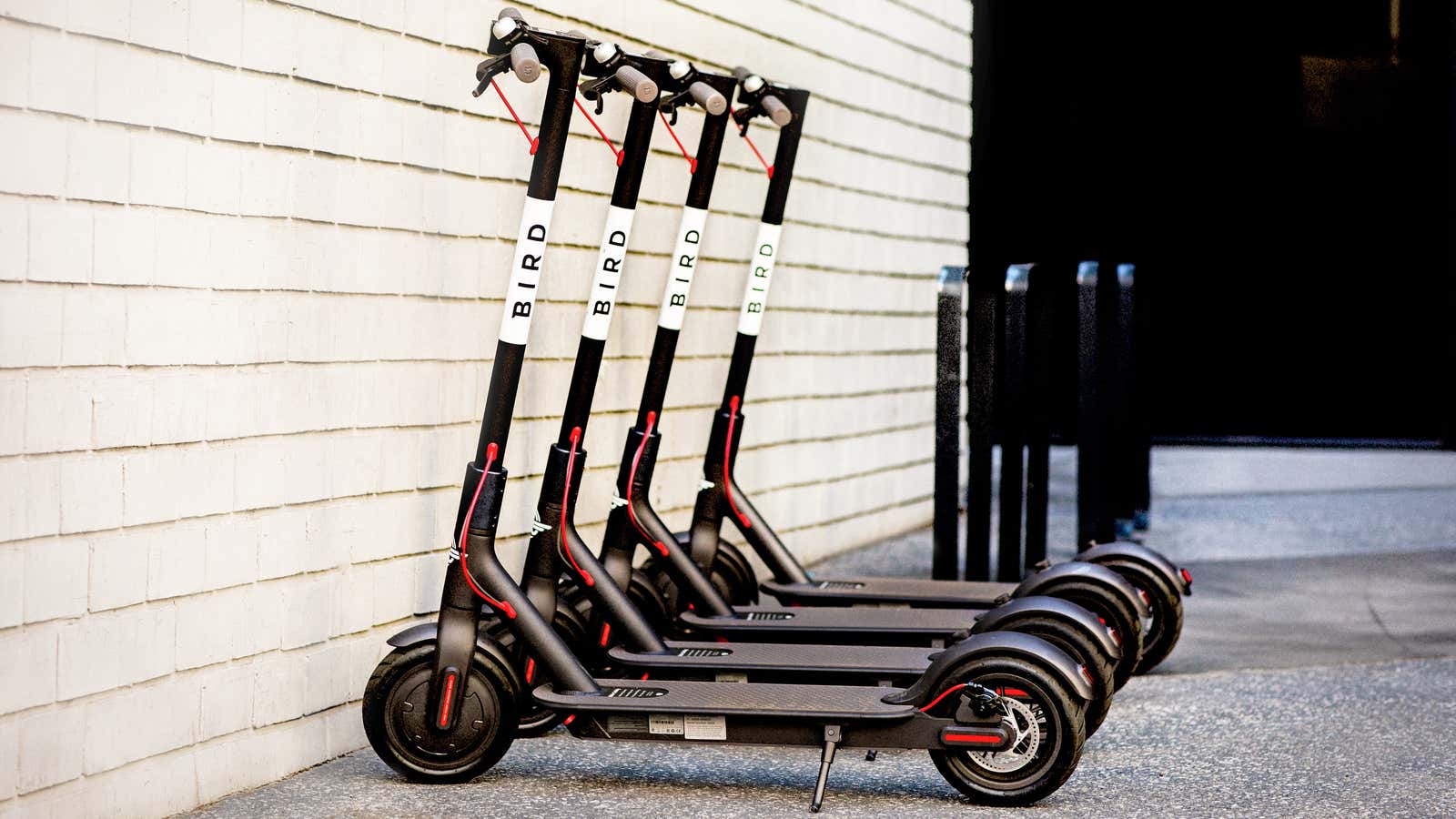 A flock of Bird scooters.