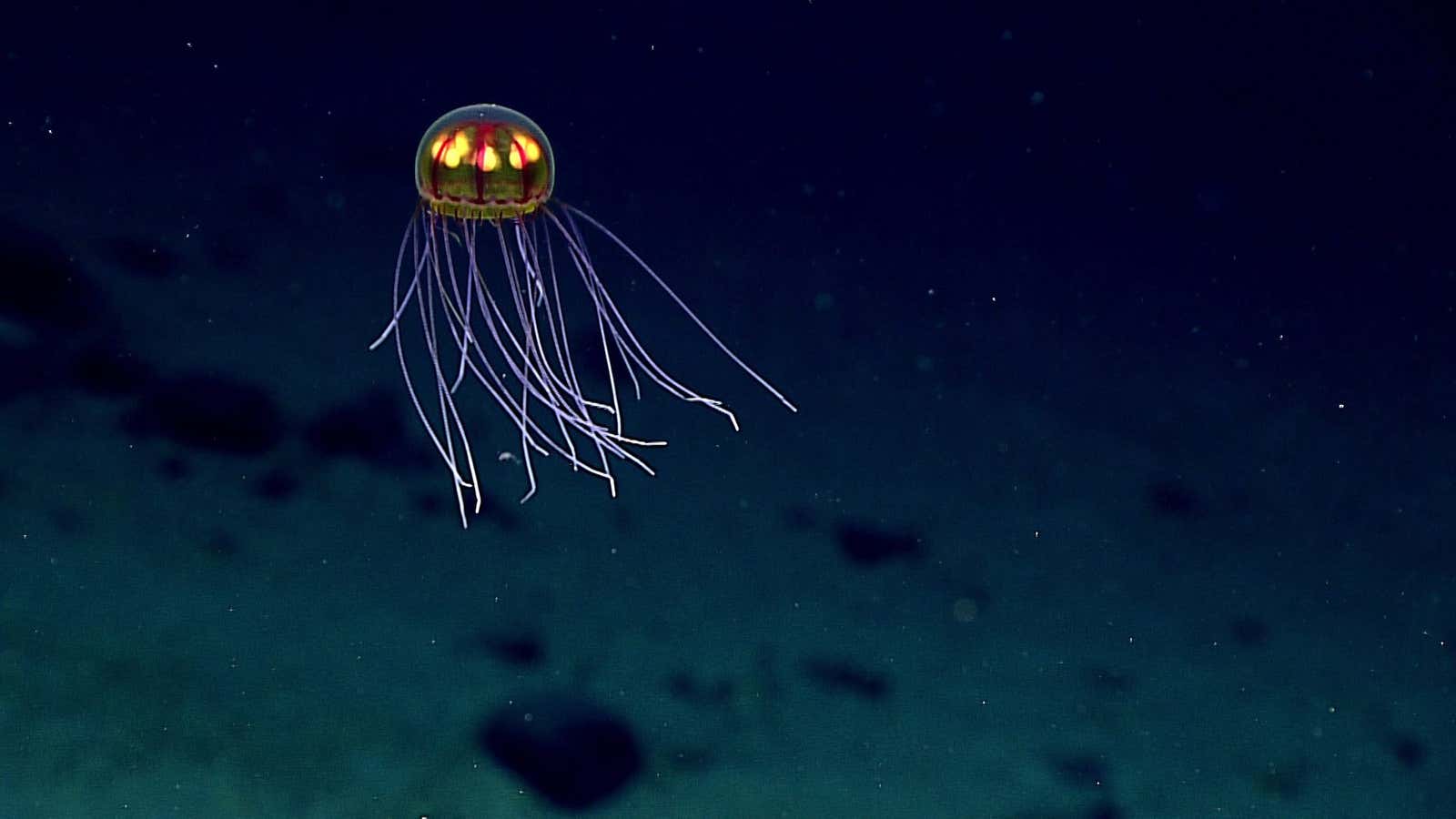 Deep-water jellyfish country.