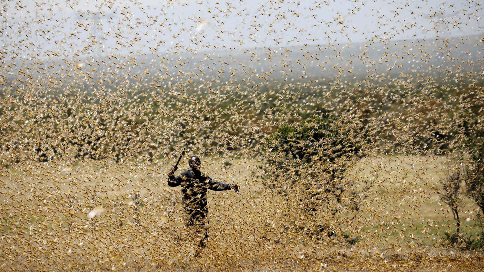 A man attempts to fend-off a swarm of desert locusts at a ranch near the town of Nanyuki in Laikipia county, Kenya, Feb. 21, 2020.