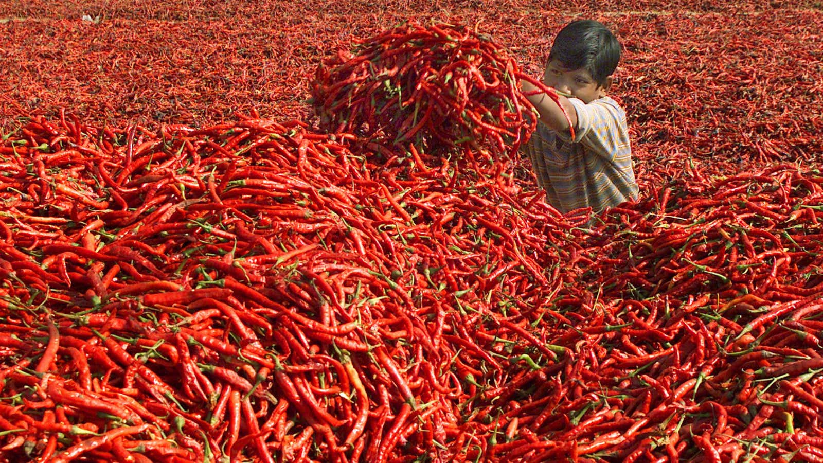 No matter how many chili peppers Huy Fong harvests, it may never be enough.
