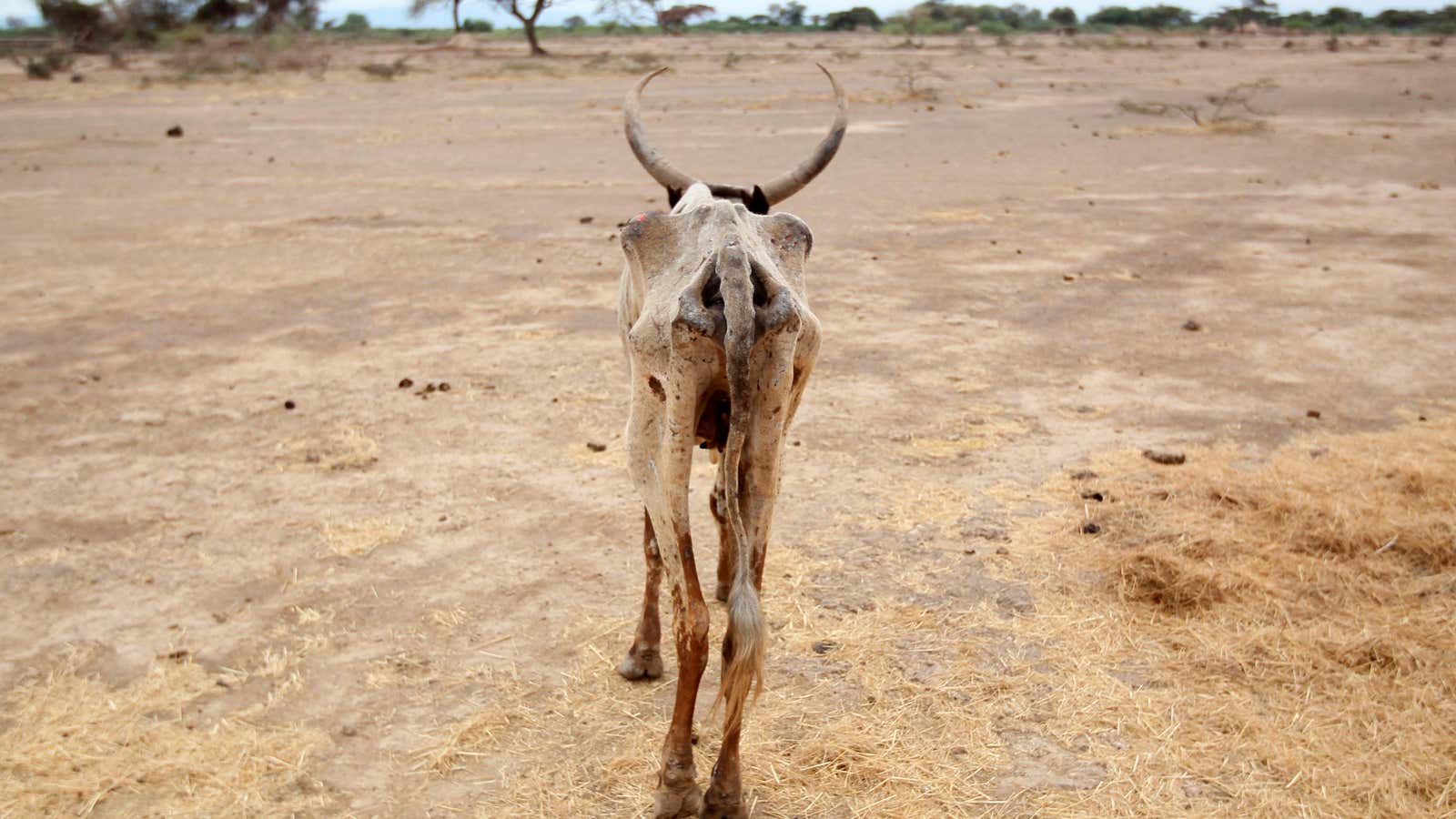 An cow in Gelcha village, in the drought-stricken Oromia region of Ethiopia.