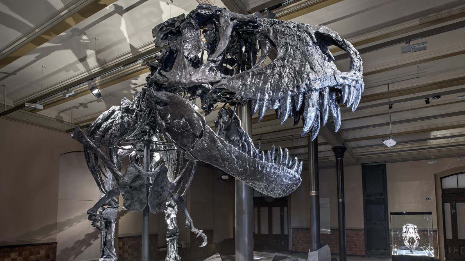 In this image released on Wednesday, Dec. 16, 2015, Tristan, an original Tyrannosaurus rex skeleton goes on show at the Museum of Natural History Berlin…