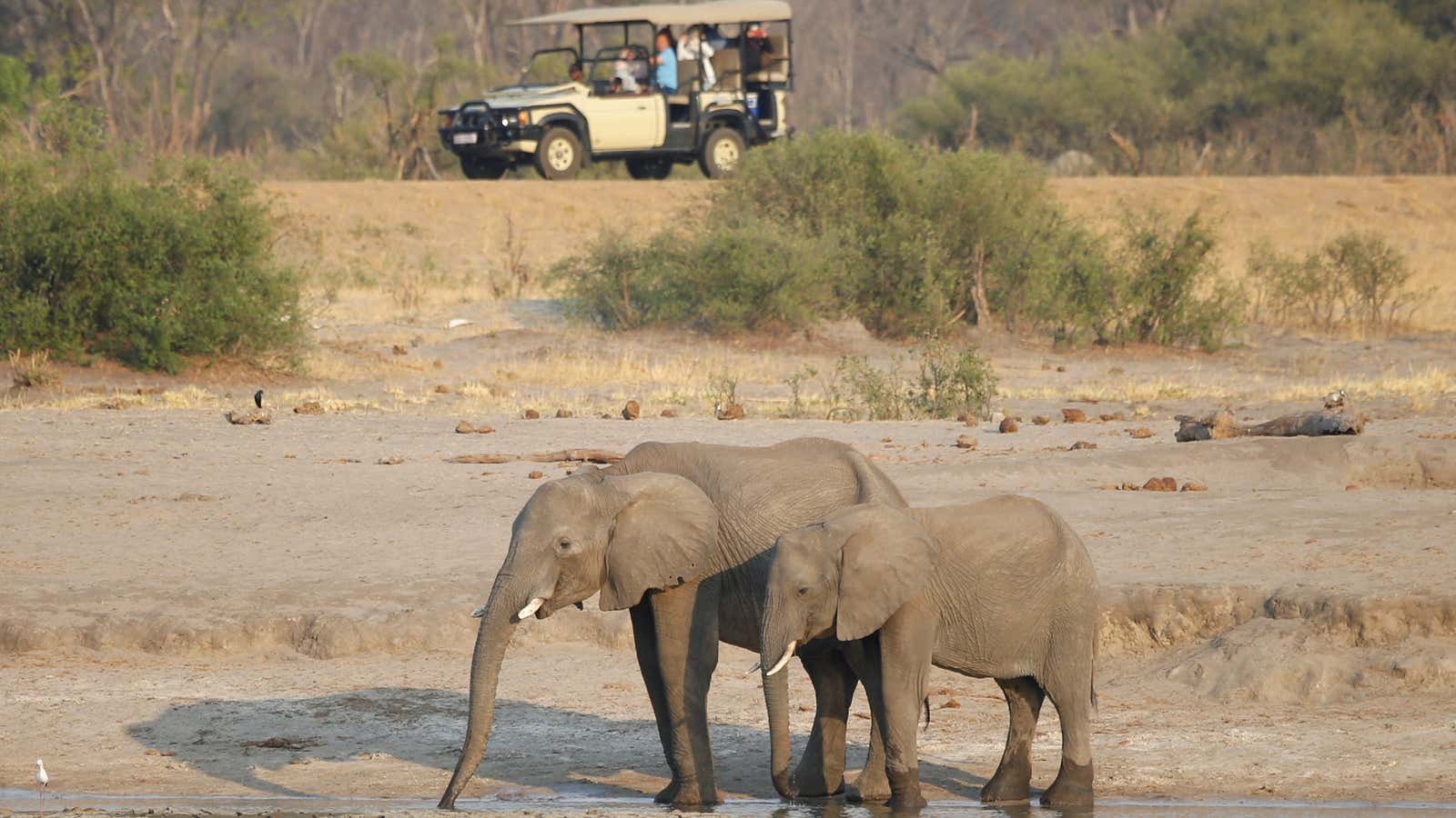Tourists look at a group of elephants at Zimbabwe’s Hwange National Park. With an estimated 100,000 elephants, Zimbabwe has the second biggest elephant population in Africa after its neighbor Botswana.