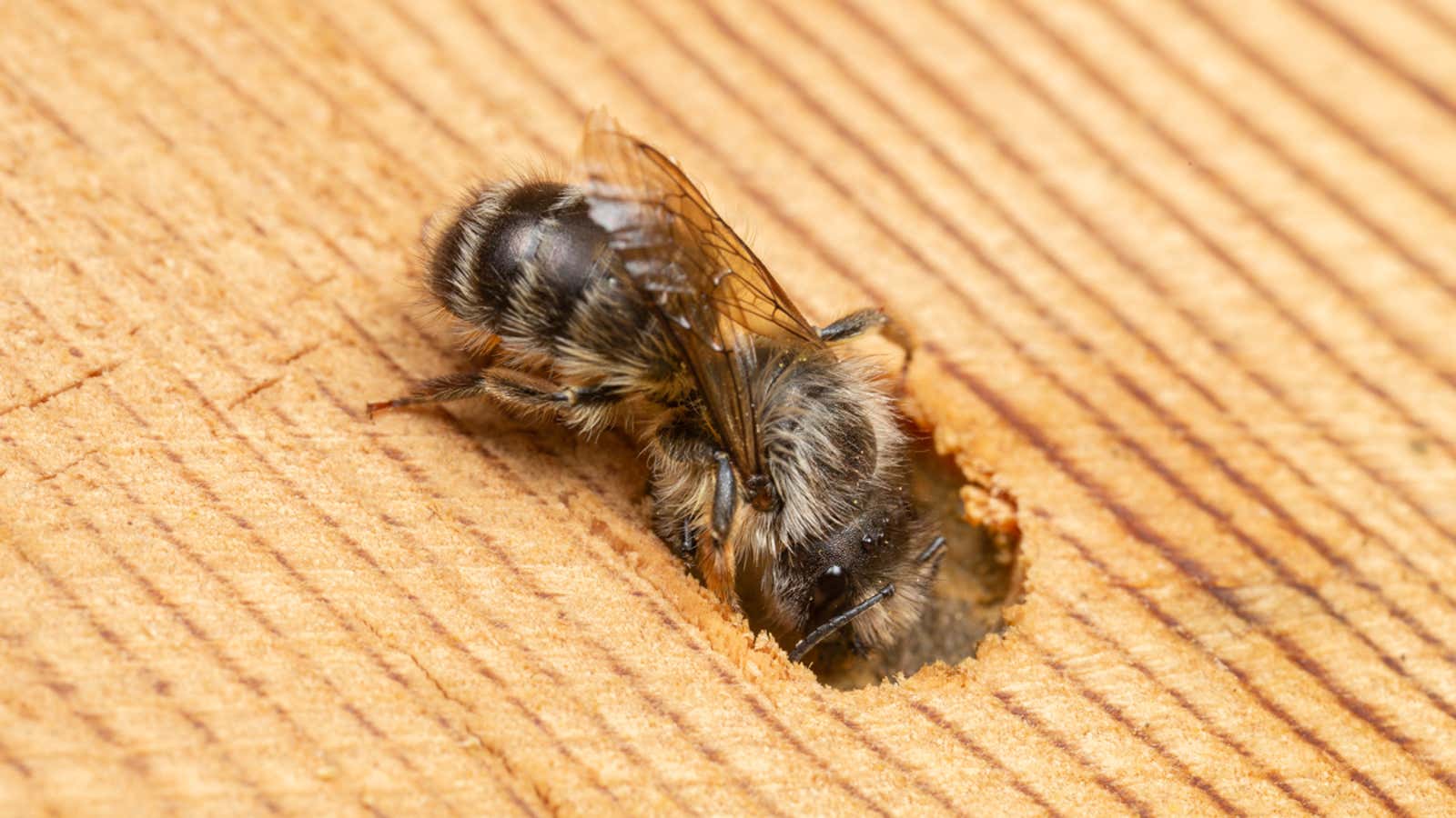 Osmia cornifrons, an introduced species, at biologist Colin Purrington&#39;s bee hotel.