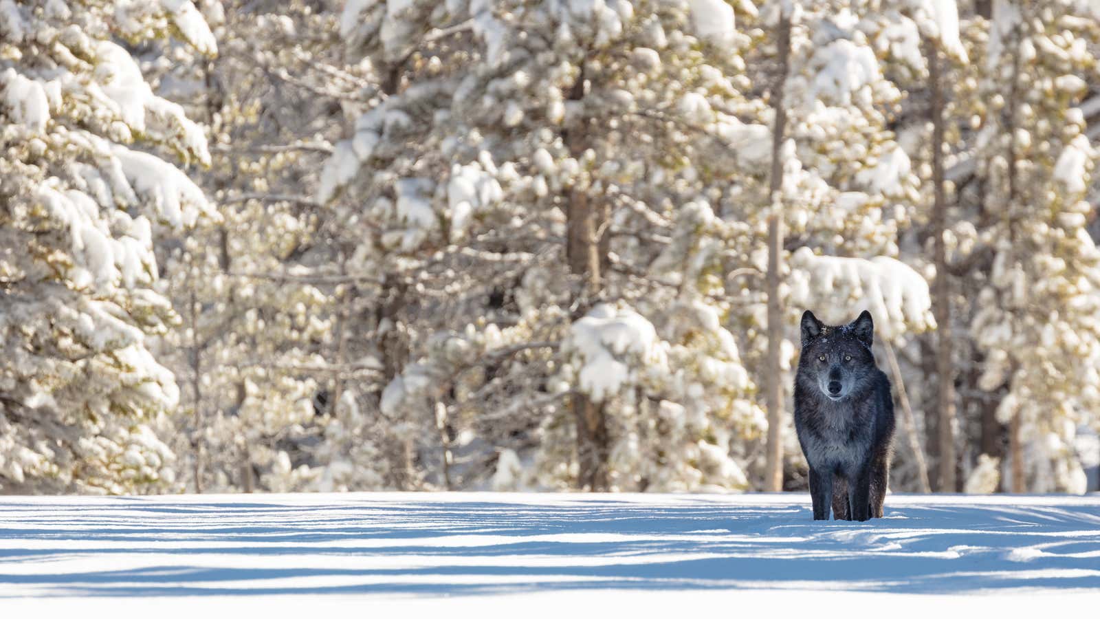 A wolf in snow in Yellowstone National Park.