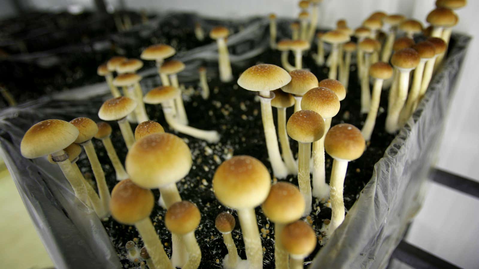 Canada has to consider whether magic mushrooms are a medical right