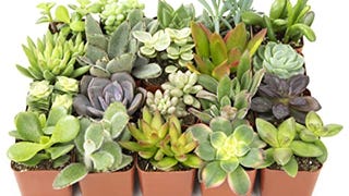 Altman Plants, Live Succulent Plants (20 Pack) Assorted...