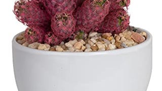 Costa Farms Live Indoor Desert Gem Cactus in White Ceramic...