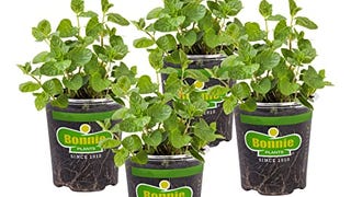 Bonnie Plants Spearmint Live Edible Aromatic Herb Plant...
