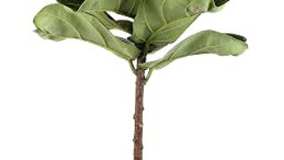 Costa Farms Live Indoor Ficus Lyrata Fiddle Leaf Fig Tree-...