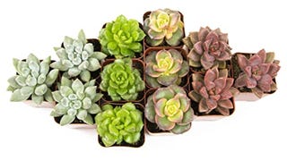 Altman Plants, Live Succulent Plants (12 Pack) Assorted...