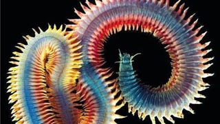 Animal Earth: The Amazing Diversity of Living
