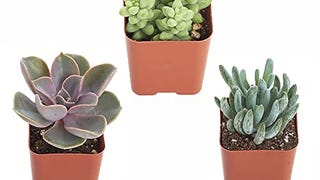 Shop Succulents | Unique Collection of Live Succulent Plants,...