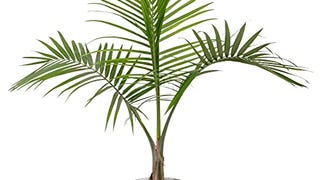 Costa Farms Majesty Palm Tree, Live Indoor Plant, 3 to...