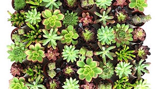 48-Pack Mini Assorted Real Succulents - Randomly Hand Selected...