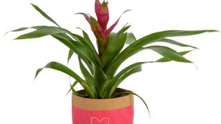 Costa Farms Flowering Bromeliad, Live Indoor Plant Fresh...