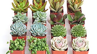 Shop Succulents | 20 Pack Live Succulents | Fully Rooted...