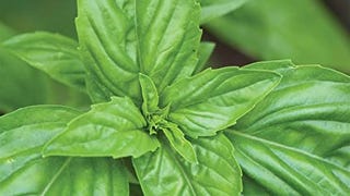 Burpee Sweet Non-GMO Planting | Grow Fresh Herb in Home...