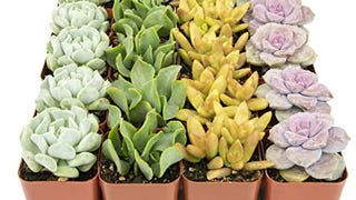 Succulent Plants (20 Pack) Fully Rooted in Planter Pots...