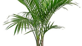 Costa Farms Majesty Palm Tree, Live Indoor Plant, 3 to...