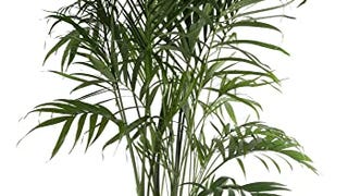 Costa Farms Cat Palm, Live Indoor Plant, Real Palm Tree...
