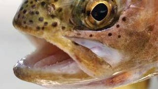 An Entirely Synthetic Fish: How Rainbow Trout Beguiled...
