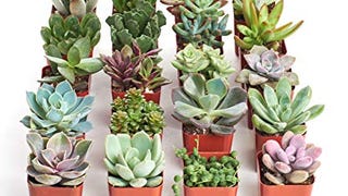 Shop Succulents | Unique Collection | Assortment of Hand...