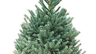 Hallmark Real Christmas Tree, Black Hills Spruce, 3 Foot...