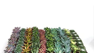 Shop Succulents | Assorted Collection of Live Succulent...