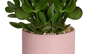 Costa Farms Succulents Fully Rooted Live Indoor Plant 6-...