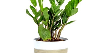 Costa Farms ZZ Plant, Live Indoor Houseplant in Modern...