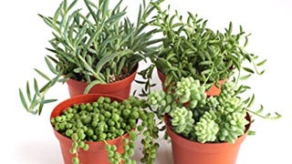 Shop Succulents | Hanging Collection | 4 Pack of Unique...