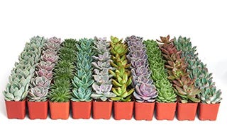 Shop Succulents | Radiant Rosette Collection of Live Succulent...