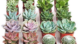 Shop Succulents | Assorted Collection of Live Succulent...